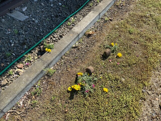 花壇1